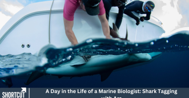 A Day in the Life of a Marine Biologist: Shark Tagging with Ars