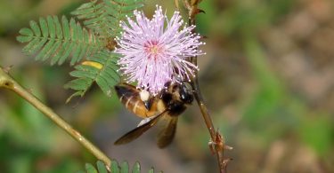 honeybee collecting pollen on a bright flower