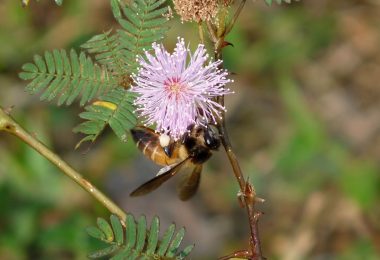 honeybee collecting pollen on a bright flower
