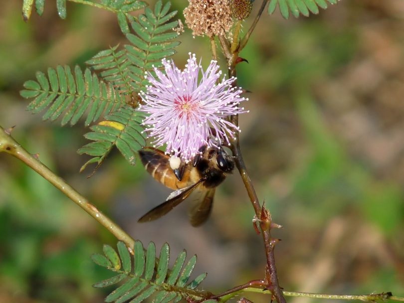 honeybee collecting pollen on a bright flower
